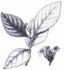 Thai Morinda